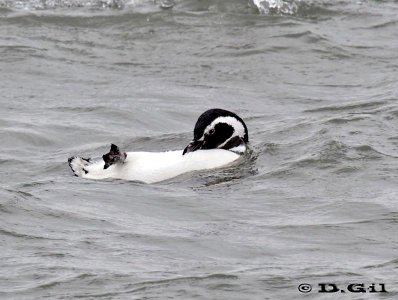 PINGUINO DE MAGALLANES (Spheniscus magellanicus) - Costa en Punta del Este- MALDONADO (Agosto 2011)