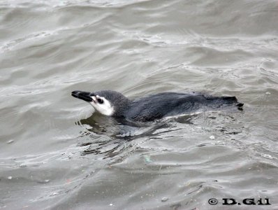 PINGUINO DE MAGALLANES (Spheniscus magellanicus) - (Juvenil) Puerto de Punta del Este- MALDONADO (Agosto 2011)