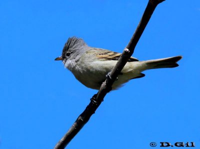 PIOJITO SILBÓN (Camptostoma obsoletum) - Jardin Botánico-MONTEVIDEO (Julio 2011)