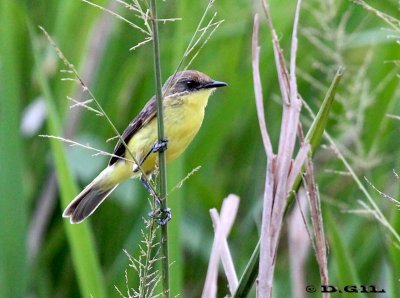 PIOJITO AMARILLO (Pseudocolopterix flaviventris) - Estero De Pelotas-ROCHA (Enero 2012)