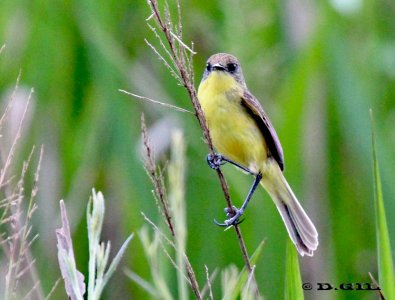 PIOJITO AMARILLO (Pseudocolopterix flaviventris) - Estero De Pelotas-ROCHA (Enero 12)