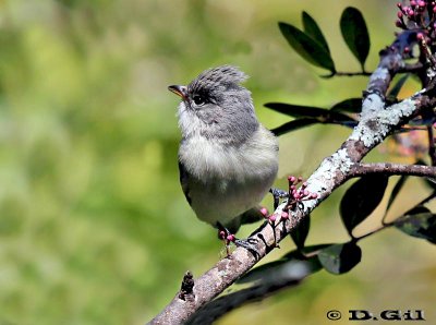 PIOJITO SILBÓN (Camptostoma obsoletum) - Jardin Botánico-MONTEVIDEO (Setiembre 2011)