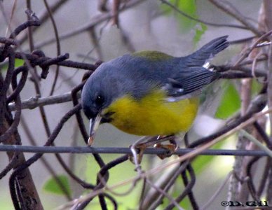 PITIAYUMÍ (Setophaga pitiayumi) - Parque Rivera-MONTEVIDEO (Agosto 2009)