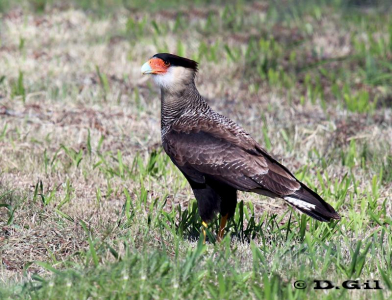 CARANCHO (Caracara plancus) - Alamos de Carrasco- MONTEVIDEO (Setiembre 2011)