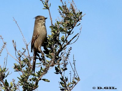 COLUDITO COPETÓN (Leptasthenura platensis) - Esteros de Farrapos-RÍO NEGRO (Abril 2012)