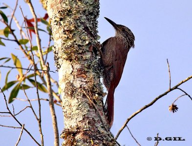 TREPADOR OSCURO (Dendrocolaptes platyrostris) - Paso Centurion - CERRO LARGO (Noviembre 2011)