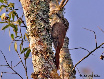 TREPADOR OSCURO (Dendrocolaptes platyrostris) - Paso Centurion - CERRO LARGO (Noviembre 2011)