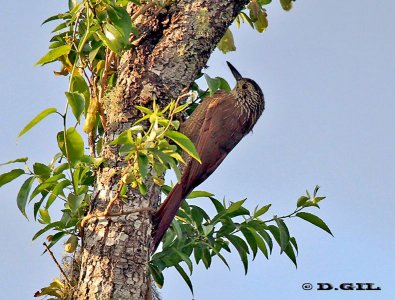 TREPADOR OSCURO (Dendrocolaptes platyrostris) - Paso Centurión - CERRO LARGO (Noviembre 2011)