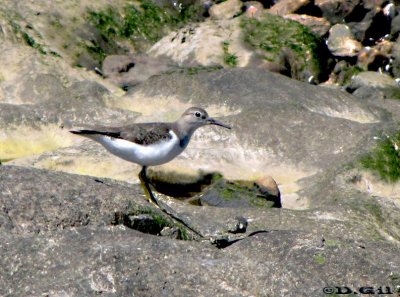 PLAYERITO MANCHADO (Actitis macularius) - Rocas en la estacada- MONTEVIDEO (Octubre 2010)