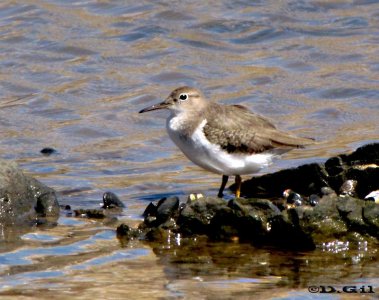 PLAYERITO MANCHADO (Actitis macularius) - Rocas en la estacada- MONTEVIDEO (Octubre 2010)