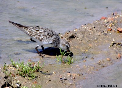 PLAYERITO RABADILLA BLANCA (Calidris fuscicollis) - Faro de Punta Carretas-MONTEVIDEO (Setiembre 2010)