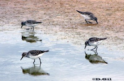PLAYERITO RABADILLA BLANCA (Calidris fuscicollis) - Playa en Bañadito de Abente-Solymar-CANELONES (Setiembre 2009)