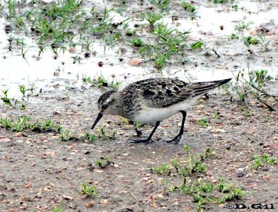 PLAYERITO UNICOLOR (Calidris bairdii) - Faro de Punta Carretas-MONTEVIDEO (Setiembre 2010)