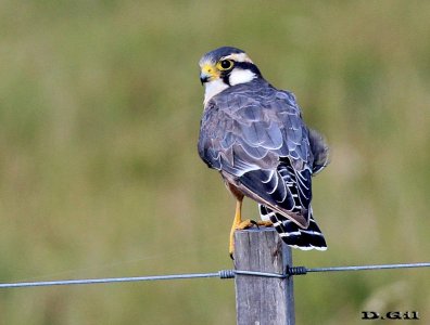 HALCÓN PLOMIZO (Falco femoralis) - Ruta 10-Valizas-ROCHA (Febrero 2012)