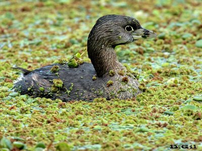 MACÁ PICO GRUESO (Podilymbus podiceps) - Paso Mauricio-SAN JOSÉ (Octubre 2013)