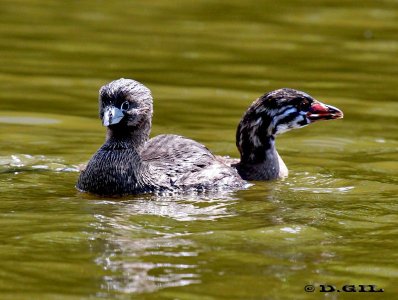 MACÁ PICO GRUESO (Podilymbus podiceps) - (Adulto con pichon)Lago del Parque Rivera-MONTEVIDEO (Diciembre 2011)