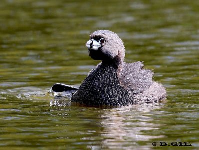 MACÁ PICO GRUESO (Podilymbus podiceps) - Humedales del Santa Lucía-MONTEVIDEO (Noviembre 2011)