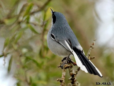 PIOJITO AZULADO (Polioptila dumicola) - Monte en Rincón de Melilla-MONTEVIDEO (Agosto 2013)