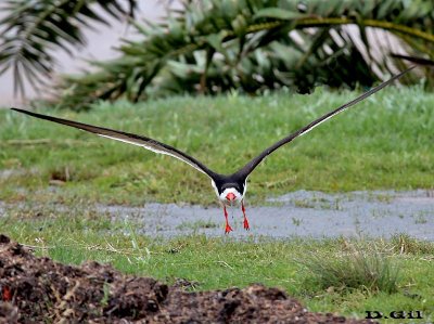 RAYADOR (Rynchops niger) - Faro de Punta Carretas-MONTEVIDEO (Octubre 2012)