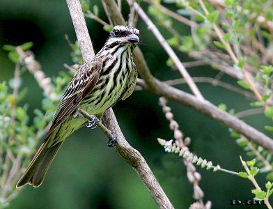 BENTEVEO RAYADO (Myiodynastes maculatus) - Monte sobre Aº El Tigre-SAN JOSE (Noviembre 2011)
