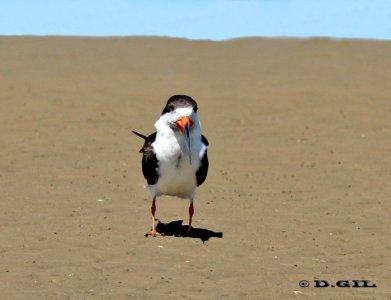 RAYADOR (Rynchops niger) - Playa en Colonia Wilson-SAN JOSE (Setiembre 2011)
