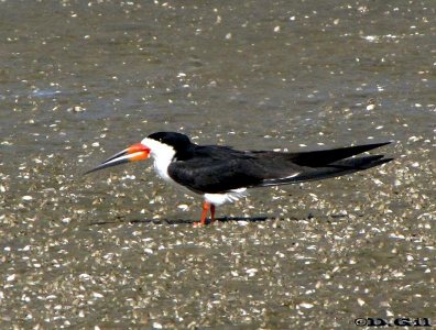 RAYADOR (Rynchops niger) - Playa Penino-SAN JOSE (Agosto 2009)