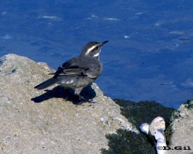 REMOLINERA (Cinclodes fuscus) - Piedras Del Chileno-MALDONADO (Agosto 2009)