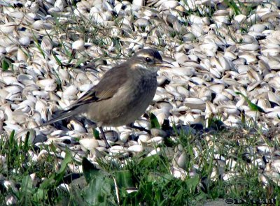 REMOLINERA (Cinclodes fuscus) - Playa Penino-SAN JOSE (Julio 2010)