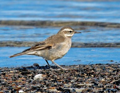 REMOLINERA (Cinclodes fuscus) - Playa Penino-SAN JOSE (Agosto 2011)