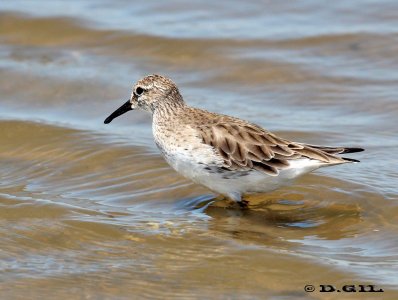 PLAYERITO RABADILLA BLANCA (Calidris fuscicollis) - Playa Penino-SAN JOSÉ (Febrero 2012)