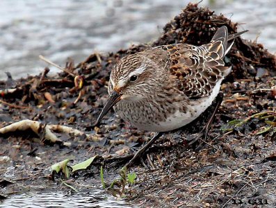 PLAYERITO RABADILLA BLANCA (Calidris fuscicollis) - (Plumaje Nupcial)  Piedras del Chileno-MALDONADO (Octubre 2012)