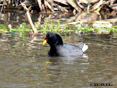 GALLARETA ESCUDETE ROJO (Fulica rufifrons) - Lago en Parque Miramar-CANELONES (Setiembre 2012)
