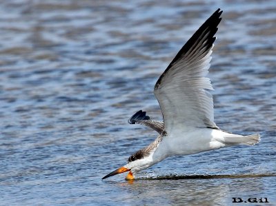 RAYADOR (Rynchops niger) - Playa Penino - SAN JOSE (Abril 2014)