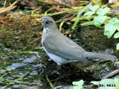 SABIA COMÚN (Turdus amaurochalinus) - Jardin Botánico-MONTEVIDEO (Julio 2011)