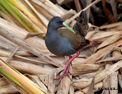 GALLINETA COMÚN (Pardirallus sanguinolentus) - Laguna Del Diario-MALDONADO (Mayo 2012)