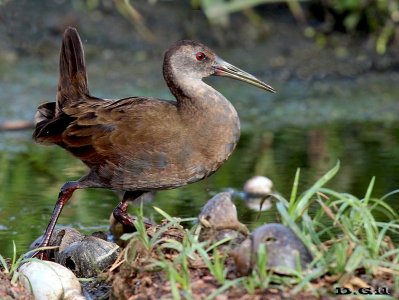 GALLINETA COMÚN (Pardirallus sanguinolentus) - (Juvenil) Laguna Del Diario-MALDONADO (Febrero 2013)
