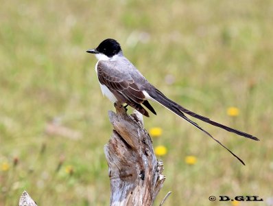 TIJERETA (Tyrannus savana) - Punta Colorada-MALDONADO (Enero 2012)