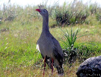 SERIEMA (Cariama cristata) - Sierra de los Caracoles-MALDONADO (Enero 2010)