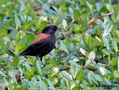 SOBREPUESTO (Lessonia rufa) - Laguna del Diario-MALDONADO (Mayo 2012)