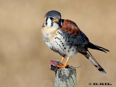 HALCONCITO COMÚN (Falco sparverius) - (Macho) Campo en Villa Celina-COLONIA (Julio 2012)