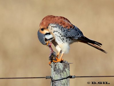 HALCONCITO COMÚN (Falco sparverius) - (Macho) Campo en Villa Celina-COLONIA (Julio 2012)