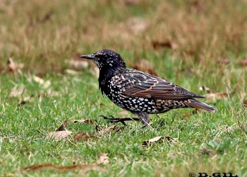 ESTORNINO PINTO (Sturnus vulgaris) - Parque Rodó-MONTEVIDEO (Enero 2012)