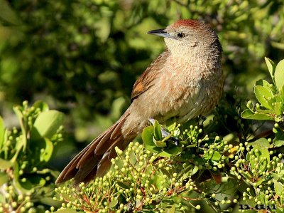 TIOTÍO COMÚN (Phacellodomus striaticollis) - Paso Maurico-SAN JOSÉ (Octubre 2013)
