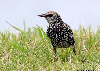 ESTORNINO PINTO (Sturnus vulgaris) - (Plumaje de reposo reproductivo) Faro de Punta Carretas-MONTEVIDEO (Mayo 2012)
