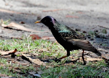 ESTORNINO PINTO (Sturnus vulgaris) - (Plumaje Reproductivo) Parque Rodó-MONTEVIDEO (Diciembre 2011)