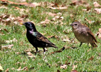ESTORNINO PINTO (Sturnus vulgaris) - (Adulto y Juvenil) Parque Rodó-MONTEVIDEO (Diciembre 2011)