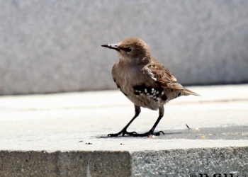 ESTORNINO PINTO (Sturnus vulgaris) - (Juvenil) Parque Rodó-MONTEVIDEO (Diciembre 2011)