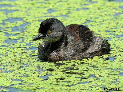 MACÁ GRIS (Tachybaptus dominicus) - Bañadito en Rincón de Melilla - MONTEVIDEO  (Febrero 2014)