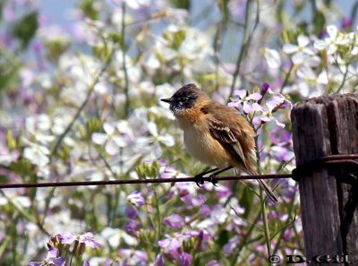 TACHURÍ CANELA (Polystictus pectoralis) - Campo sobre Aº El Tigre-SAN JOSE (Octubre 2011)
