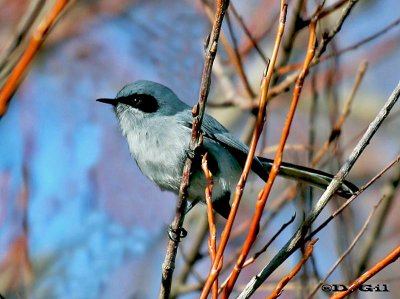 PIOJITO AZULADO (Polioptila dumicola) - (Macho) Monte en COLONIA (Julio 2011)